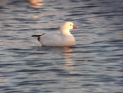 Ross's Goose